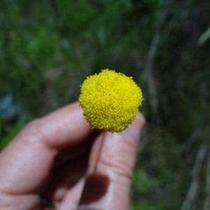 Craspedia variabilis at Tennent, ACT - 10 Jan 2023