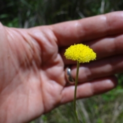 Craspedia variabilis at Tennent, ACT - 10 Jan 2023