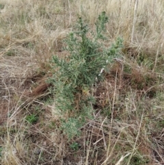 Cirsium vulgare (Spear Thistle) at Fadden, ACT - 27 Jan 2023 by KumikoCallaway