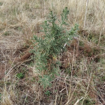 Cirsium vulgare (Spear Thistle) at Wanniassa Hill - 27 Jan 2023 by KumikoCallaway