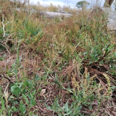 Rumex acetosella (Sheep Sorrel) at Fadden, ACT - 27 Jan 2023 by KumikoCallaway