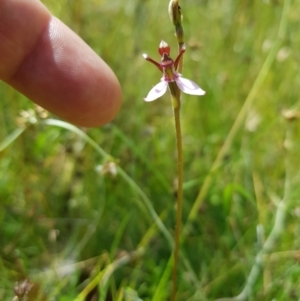 Eriochilus magenteus at Tinderry, NSW - 28 Jan 2023