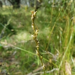 Stylidium armeria subsp. armeria (Trigger Plant) at Mt Holland - 28 Jan 2023 by danswell