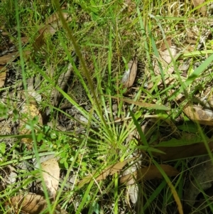 Stylidium armeria subsp. armeria at Tinderry, NSW - 28 Jan 2023