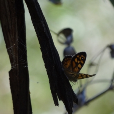 Geitoneura klugii (Marbled Xenica) at Namadgi National Park - 10 Jan 2023 by Miranda