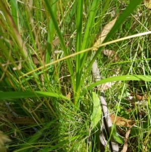 Carex incomitata at Tinderry, NSW - 28 Jan 2023
