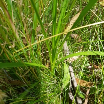 Carex incomitata (Hillside Sedge) at Mt Holland - 28 Jan 2023 by danswell