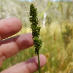 Carex incomitata at Tinderry, NSW - 28 Jan 2023