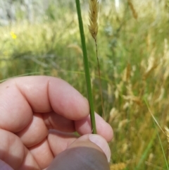 Carex incomitata at Tinderry, NSW - 28 Jan 2023