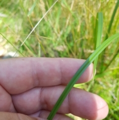 Carex incomitata at Tinderry, NSW - 28 Jan 2023 11:27 AM