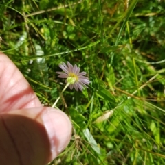 Brachyscome graminea (Grass Daisy) at Tinderry, NSW - 28 Jan 2023 by danswell