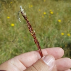 Sorghum leiocladum at Tinderry, NSW - 28 Jan 2023 10:56 AM