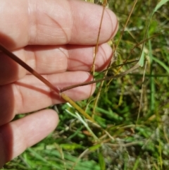 Sorghum leiocladum at Tinderry, NSW - 28 Jan 2023 10:56 AM