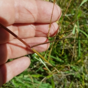 Sorghum leiocladum at Tinderry, NSW - 28 Jan 2023 10:56 AM