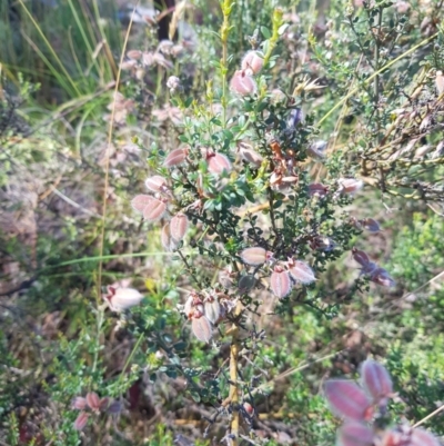 Mirbelia oxylobioides (Mountain Mirbelia) at Tinderry, NSW - 28 Jan 2023 by danswell