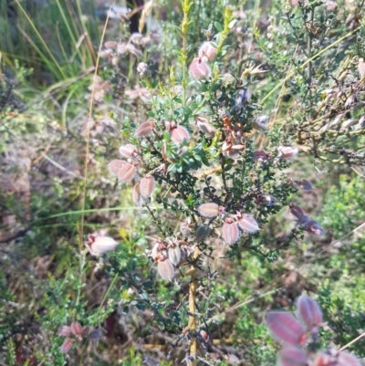 Mirbelia oxylobioides (Mountain Mirbelia) at Burnt School Nature Reserve - 27 Jan 2023 by danswell