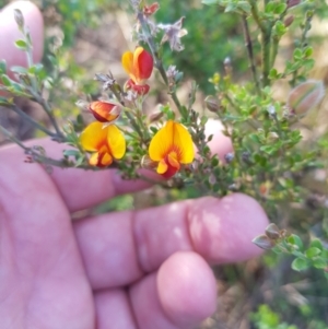 Mirbelia oxylobioides at Tinderry, NSW - 28 Jan 2023 10:38 AM