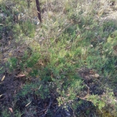 Mirbelia oxylobioides at Tinderry, NSW - 28 Jan 2023 10:38 AM