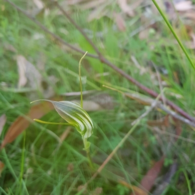 Diplodium decurvum (Summer greenhood) at Tinderry, NSW - 28 Jan 2023 by danswell