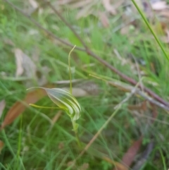 Diplodium decurvum (Summer greenhood) at Tinderry, NSW - 27 Jan 2023 by danswell