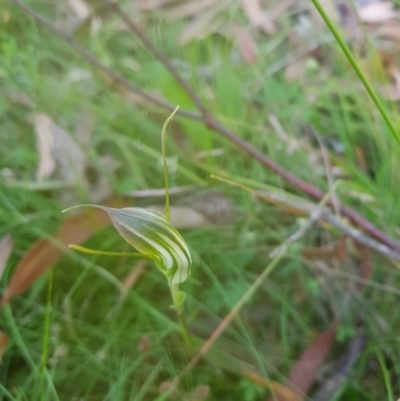 Diplodium decurvum (Summer greenhood) at Tinderry, NSW - 27 Jan 2023 by danswell