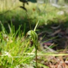 Diplodium decurvum (Summer greenhood) at Tinderry, NSW - 27 Jan 2023 by danswell