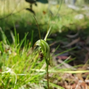 Diplodium decurvum at Tinderry, NSW - suppressed