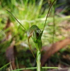 Diplodium decurvum at Tinderry, NSW - suppressed