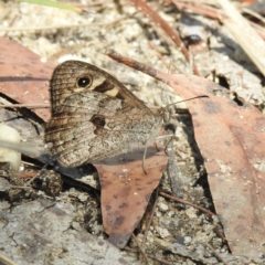 Geitoneura klugii (Marbled Xenica) at Bundanoon - 25 Jan 2023 by GlossyGal