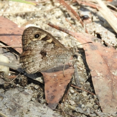 Geitoneura klugii (Marbled Xenica) at Morton National Park - 25 Jan 2023 by GlossyGal