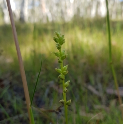 Microtis parviflora (Slender Onion Orchid) at Tinderry, NSW - 28 Jan 2023 by danswell