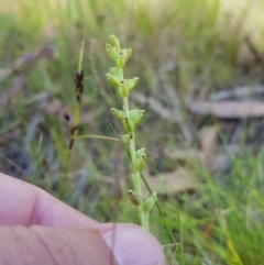 Microtis parviflora at Tinderry, NSW - 28 Jan 2023