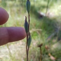 Thelymitra sp. (A Sun Orchid) at Tinderry, NSW - 27 Jan 2023 by danswell