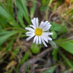 Brachyscome decipiens at Tinderry, NSW - 28 Jan 2023 09:43 AM