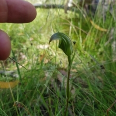 Diplodium aestivum (Long-tongued Summer Greenhood) at Tinderry, NSW - 28 Jan 2023 by danswell