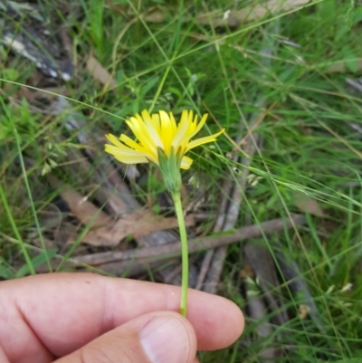 Microseris walteri (Yam Daisy, Murnong) at Tinderry, NSW - 28 Jan 2023 by danswell