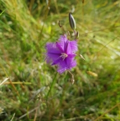 Thysanotus tuberosus subsp. tuberosus (Common Fringe-lily) at Tinderry, NSW - 28 Jan 2023 by danswell