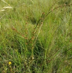 Rumex brownii (Slender Dock) at Tinderry, NSW - 28 Jan 2023 by danswell
