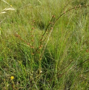 Rumex brownii at Tinderry, NSW - 28 Jan 2023 09:03 AM