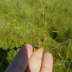 Rumex brownii at Tinderry, NSW - 28 Jan 2023 09:03 AM