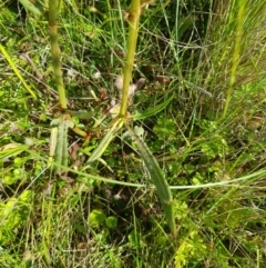 Rumex brownii at Tinderry, NSW - 28 Jan 2023 09:03 AM