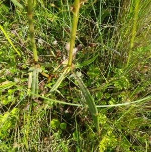 Rumex brownii at Tinderry, NSW - 28 Jan 2023 09:03 AM