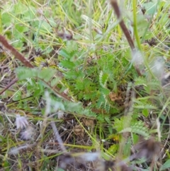 Acaena x ovina (Sheep's Burr) at Tinderry, NSW - 28 Jan 2023 by danswell