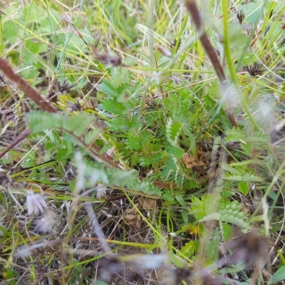 Acaena x ovina (Sheep's Burr) at Tinderry, NSW - 27 Jan 2023 by danswell