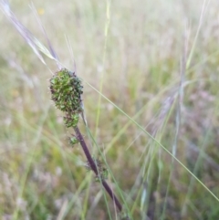 Acaena x ovina at Tinderry, NSW - 28 Jan 2023