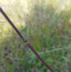 Acaena x ovina at Tinderry, NSW - 28 Jan 2023