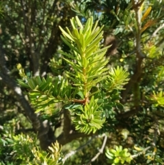 Banksia marginata (Silver Banksia) at Tinderry, NSW - 28 Jan 2023 by danswell