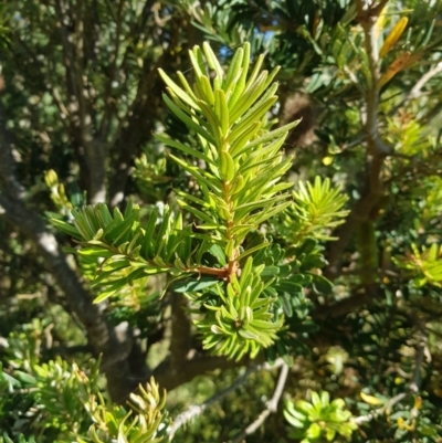 Banksia marginata (Silver Banksia) at Tinderry, NSW - 28 Jan 2023 by danswell