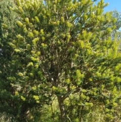 Banksia marginata at Tinderry, NSW - 28 Jan 2023 08:41 AM