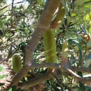 Banksia marginata at Tinderry, NSW - 28 Jan 2023 08:41 AM